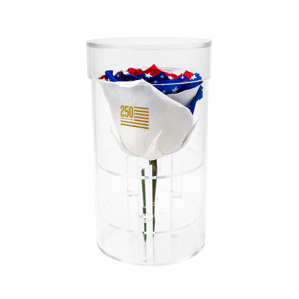 America 250 Forever Rose – 100% Real - Image 5