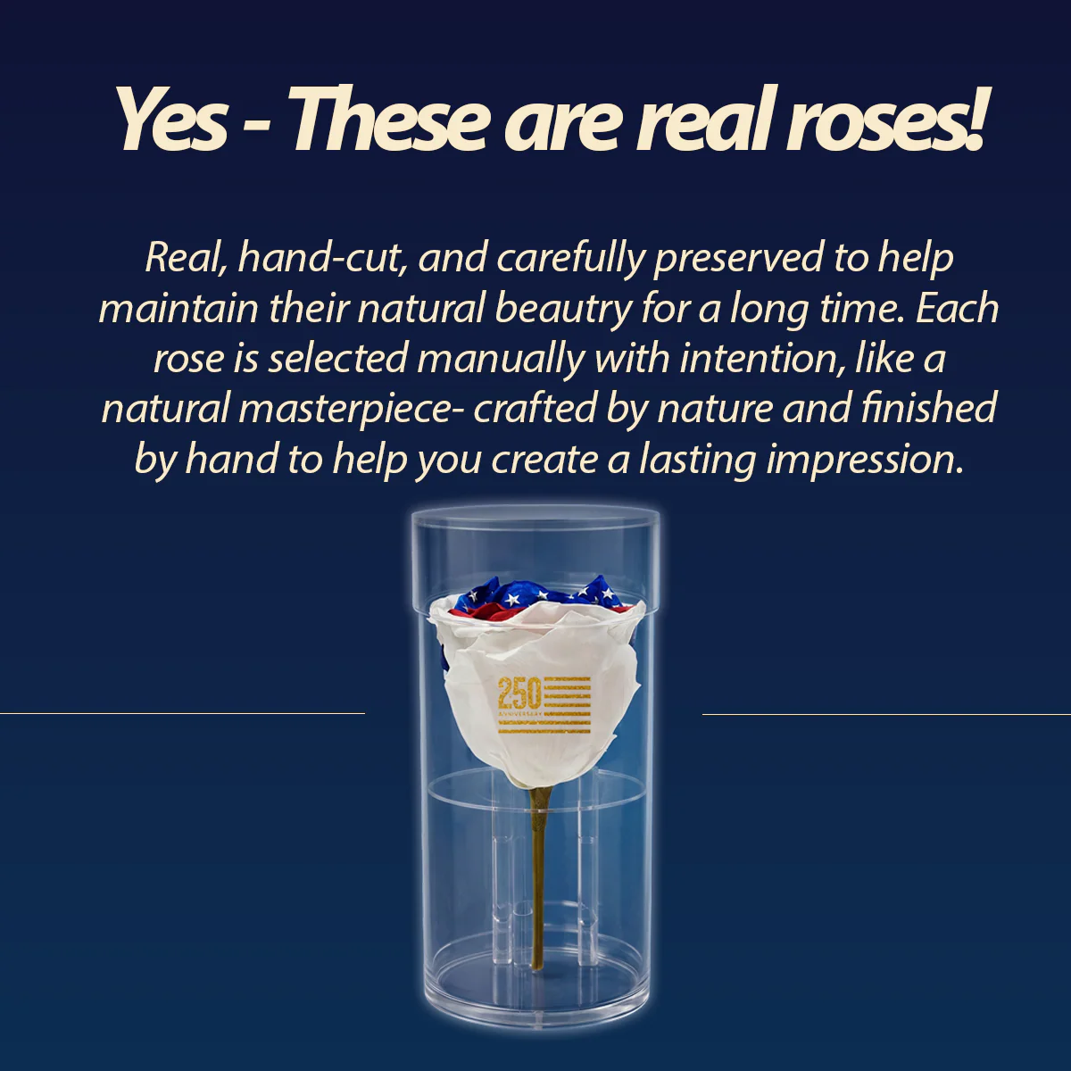 America 250 Forever Rose – 100% Real - Image 7